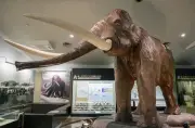 ナウマンゾウ絶滅、従来説より1万年早く約3万5千年前か 気候変動影響の可能性