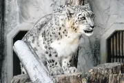 愛知・東山動植物園のユキヒョウ「リアン」15歳で死亡、残された雄「ユキチ」