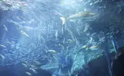 福岡の水族館、1万5千匹のマイワシが新たに仲間入り 大水槽で迫力の群泳