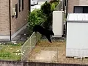 福島・二本松市で体長1.5メートルのクマが住宅地に出没、4件目撃も被害なし