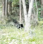八王子山間部でツキノワグマ2頭を確認 親子か、被害なし