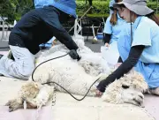市川市動植物園でアルパカの毛刈り、2頭の妊娠も判明し秋に赤ちゃん誕生へ