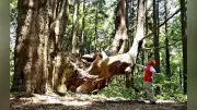 豪雨被災の戸沢林道が約2年ぶり開通　幻想の森の巨木が再び
