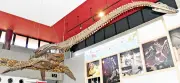 フタバスズキリュウ、新属確認から20年 首長竜研究の金字塔