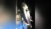 マグロ漁師の飽くなき闘い、200キロ超の大物釣り上げ「やめられない」