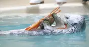 鳥羽水族館のラッコ「メイ」22歳誕生日、特製アイスケーキに大満足