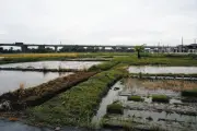中日2軍拠点誘致へ愛知県清須市が名乗り、43ha候補地に市民6746人署名