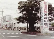 さいたま市誕生25年: 与野の大ケヤキが語る街の変遷と未来