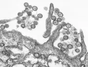 ハンタウイルス集団感染、クルーズ船で死者3人 WHOが各国と追跡調査