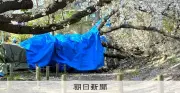 福岡・舞鶴公園の桜48本に措置必要、10本は倒木リスク高いと診断