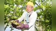 松江城の堀川でアカミミガメ駆除に奮闘、市民団体が5年で1万匹超を捕獲