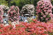 岐阜・可児市のバラ園、6千種のバラ見頃 甘い香り漂う