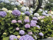 文京あじさいまつり、6月6日から開催 約3千株が見頃