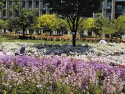 葛飾区「みどりと花のフェア」開幕、750品種9万3000株が来場者を魅了