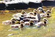 墨田区の大横川親水公園でカルガモのひな8羽が順調に成長、愛らしい姿で来園者を魅了