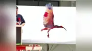 本州初のトキ放鳥、能登半島の空に8羽飛び立つ 秋篠宮ご夫妻も出席