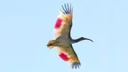トキ、本州で初めて放鳥 石川・羽咋市で8羽が飛び立つ