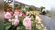新潟市中央区「いくとぴあ食花」で春バラ約800本見頃 6月上旬まで楽しめる