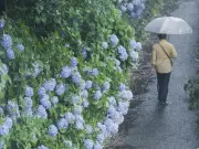 奄美地方が梅雨入り、今年全国で初 平年より9日早く