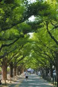 東京で樹冠消失、9年で東京ドーム256個分の緑が減少　環境権考えるシンポ