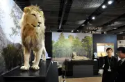 猫の魅力伝える企画展「猫のすゝめ」東京農業大で開催中