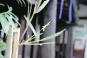 墨田区・向島百花園でタイミンチク開花、百年に一度の貴重な花