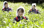 宇治で八十八夜の新芽摘み、親子らが新茶シーズンを満喫