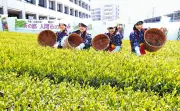 埼玉・入間で八十八夜新茶まつり、茶娘が新芽を摘み取る
