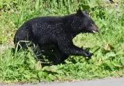 冬眠明けクマ被害相次ぐ、観光地で対策強化 行楽シーズン警戒