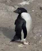 アデリーペンギンがプランクトン捕食、鮮明映像を初めて捉える