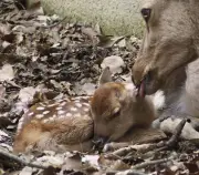 奈良公園で今年初のシカの赤ちゃん誕生、親子ともに元気な姿