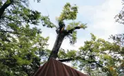 松本城本丸庭園でケヤキの枝落下、テント破損　強風影響か