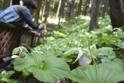 絶滅危惧種クマガイソウが見頃 福島で「里まつり」開催中