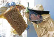 ミツバチの触覚が栄養交換の引き金に、高校生が常識覆す発見　国際コンテストへ