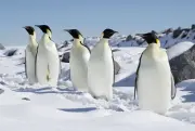南極のコウテイペンギン、温暖化と観光増で生育環境悪化　条約会議で保護議論