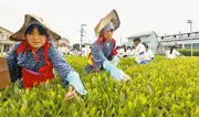 埼玉・入間の中学生が狭山新茶摘みを体験、茶娘や茶息子に扮して収穫