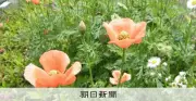 ナガミヒナゲシは毒?危険?ネットの言説を専門家がやんわり否定