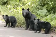 近畿のツキノワグマ、秋の主食は液果類　ドングリではなくアオハダなど
