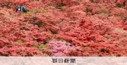 「一目百万本」の赤い絨毯　葛城山のツツジが満開に