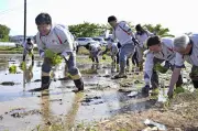 アイリスオーヤマ、コメ栽培に初参入　農家支援と安定供給目指す