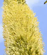 数十年に一度の開花、希少な多肉植物が黄色い花を高知で咲かせる