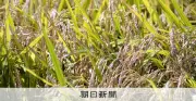 連載：揺れるコメ改革 深掘り「貧乏人は麦飯を」当時、実は安かったコメ 池田勇人の持論実現せず