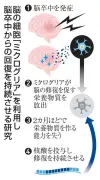 脳卒中回復を長期持続へ、ミクログリアの働きを制御 東工大など
