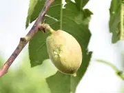 福島県内でひょう被害、モモやアスパラガスに傷
