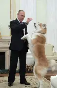 プーチン大統領の秋田犬「ゆめ」死ぬ　秋田県贈呈、昨年高齢で