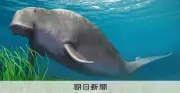 絶滅カイギュウの食性、化石脂質で解明 北大研究チーム世界初