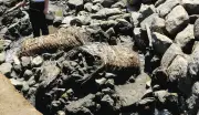 神奈川台場跡で蛇籠が全国初出土、幕末の水防技術を示す貴重な発見