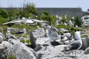福島・富岡漁港がウミネコの新たな繁殖地に、震災復興が影響か
