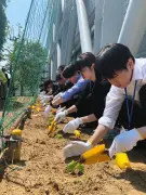 酷暑対策に「緑のカーテン」 三郷市役所でゴーヤー苗植え、温暖化防止へ
