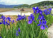 福島県内の観光客数、過去最高を更新 インバウンド需要が牽引